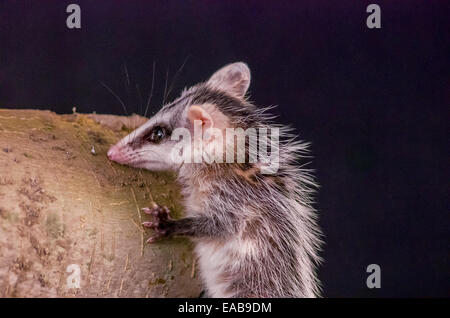 andean white eared opossum on a branch zarigueya Stock Photo