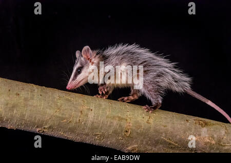 andean white eared opossum on a branch zarigueya Stock Photo