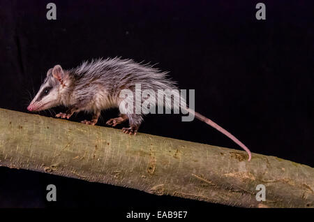 andean white eared opossum on a branch zarigueya Stock Photo