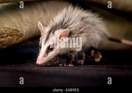 andean white eared opossum on a branch zarigueya andina Stock Photo