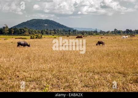 Cambodia.  Cambodian Countryside, with Cattle, near Siem Reap. Stock Photo