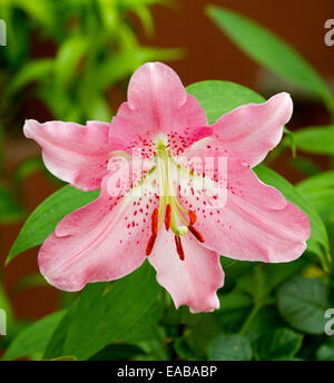 Bright pink lilium flower with red spotted petals and white / green throat against background of emerald green foliage Stock Photo