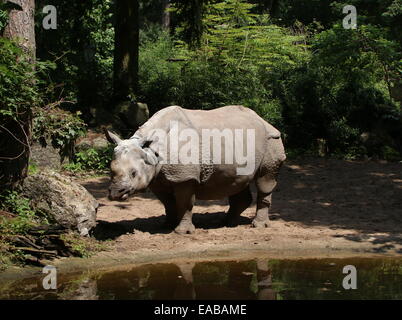 Greater one-horned Indian rhinoceros ( Rhinoceros unicornis) in a natural forest setting Stock Photo