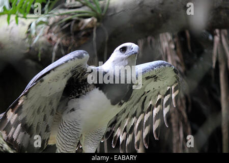 Papuan harpy eagle hi-res stock photography and images - Alamy