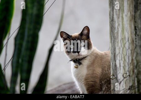 A Siamese cat sitting on a rooftop peaks around a wooden post. Stock Photo