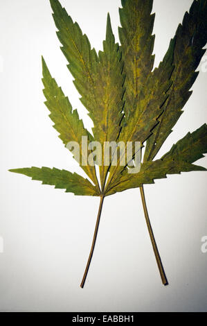 Cannabis sativa, indica, marihuana, hemp, ganja, plant (CTK Photo/Libor Sojka) Stock Photo