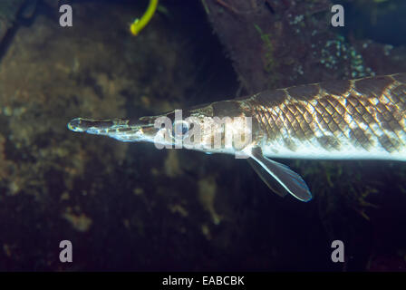 Florida Gar, Lepisosteus platyrhincus Stock Photo