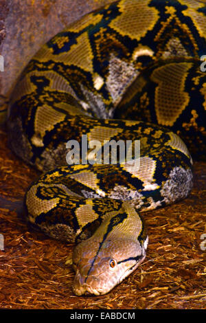 Python snake Stock Photo