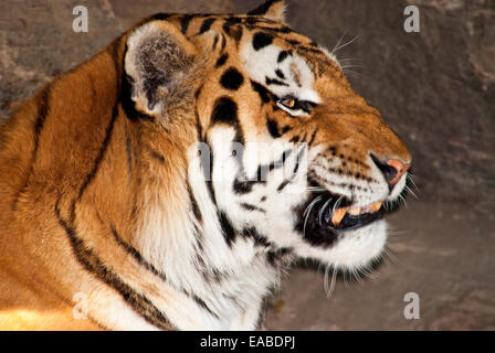 Asian Tiger, Portrait, Stock Photo