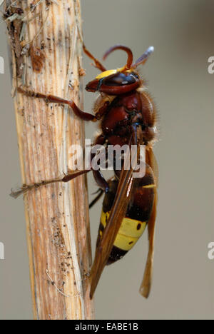 Hornet, Vespa orientalis close up Stock Photo