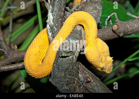 Venomous Eyelash Viper Snake, Bothriechis schlegelii Stock Photo