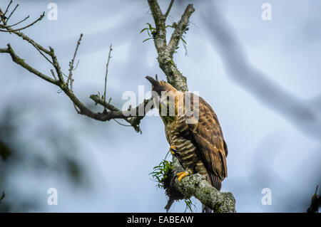 Javan hawk-eagle (Nisaetus bartelsi) near Gede Pangrango National Park, Indonesia. Stock Photo
