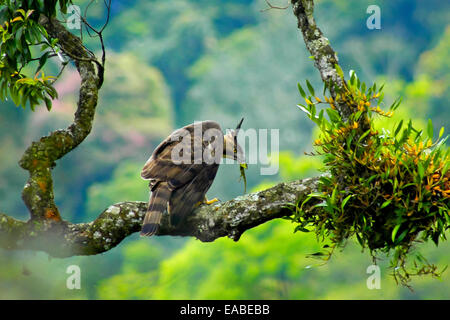 Javan-hawk eagle preys a chameleon. Stock Photo