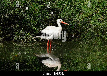 White Stork (Ciconia ciconia) in marsh habitat Stock Photo