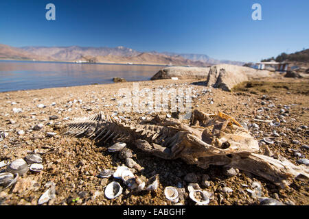 A dead fish and clam shells on the exposed lake bed of Lake Isabella near Bakersfield, East of California's Central valley which is at less than 13% capacity following the four year long devastating drought. The reservoir has dropped so low, that the water level is below the outflow pipe. Stock Photo