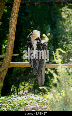 Lammergeier or Bearded Vulture (Gypaetus barbatus) Stock Photo