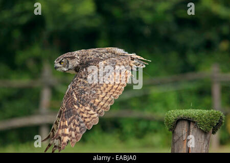 Gerat Horned Owl (Bubo virginianus) in flight Stock Photo