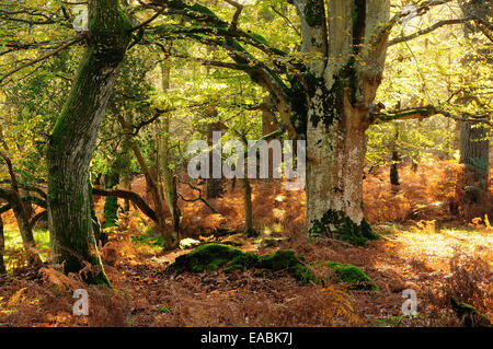 Mark Ash Wood, New Forest Stock Photo