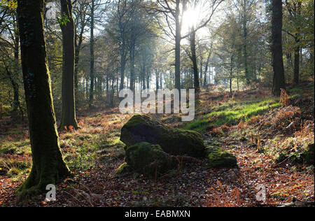 st sever forest, calvados region, normandy, france Stock Photo