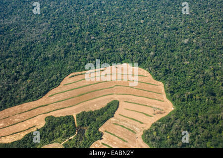 Para State, Brazil. Newly cleared land for growing soya in area of rainforest near the Tapajos river. Stock Photo