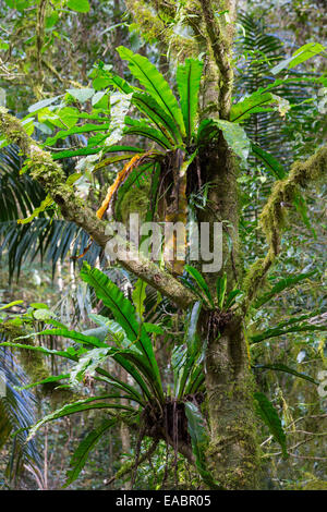 Bird's Nest Ferns, Asplenium australasicum, in subtropical rainforest, Border Ranges National Park, NSW, Australia Stock Photo