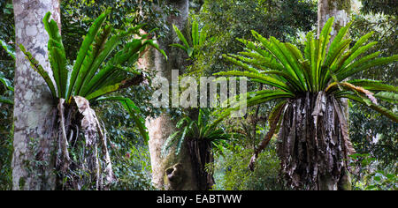 Bird's Nest Ferns, Asplenium australasicum, in subtropical rainforest, Border Ranges National Park, NSW, Australia Stock Photo