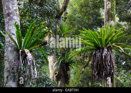 Bird's Nest Ferns, Asplenium australasicum, in subtropical rainforest, Border Ranges National Park, NSW, Australia Stock Photo