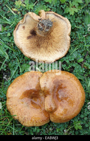 Brown Roll-rim Paxillus involutus Stock Photo