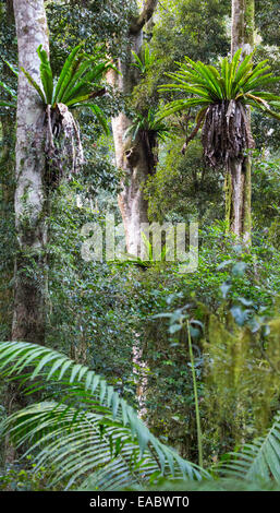 Bird's Nest Ferns, Asplenium australasicum, in subtropical rainforest, Border Ranges National Park, NSW, Australia Stock Photo