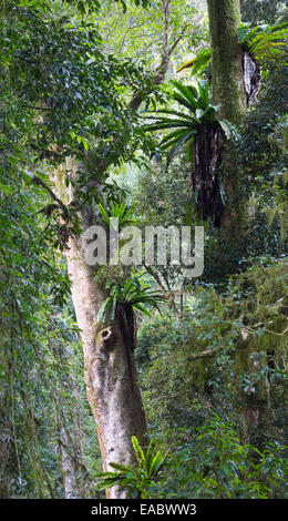 Bird's Nest Ferns, Asplenium australasicum, in subtropical rainforest, Border Ranges National Park, NSW, Australia Stock Photo