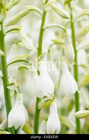 Summer Hyacinth, Galtonia candicans, Green subject. Stock Photo