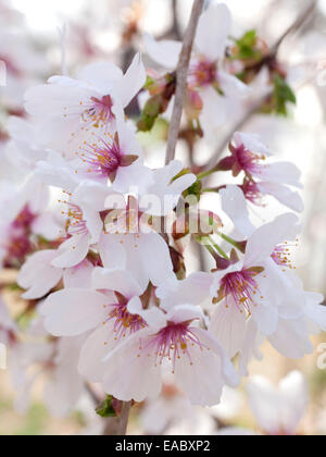 Detail of cherry blossoms on tree in spring. Stock Photo