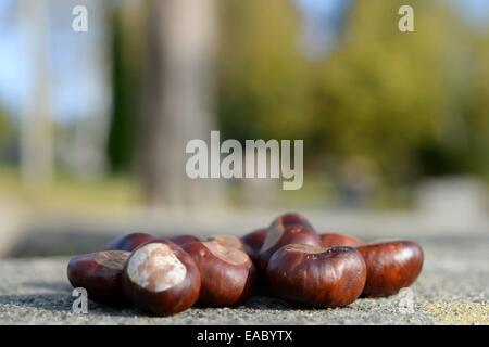 Picking chestnuts, Germany, 27. October 2014. Photo: Frank May Stock Photo