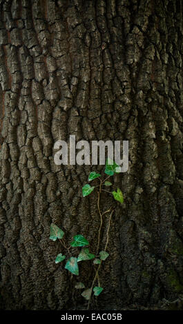 Ivy vine climbing over the bark of a tree. Stock Photo
