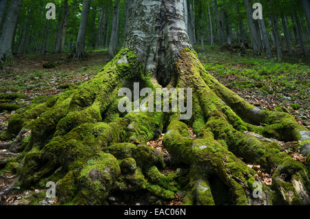 The powerful roots of an ancient beech tree rooted firmly in the ground. Stock Photo