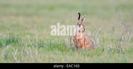 Brown Hare Lepus europaeus Elmley Marsh Kent UK Stock Photo