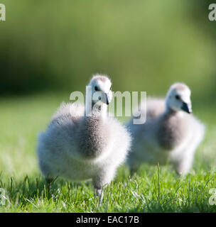 Chicks Barnacle Goose Branta leucopsis Kent UK Stock Photo