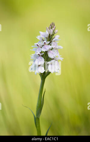 Heath Spotted Orchid Dactylorhiza maculata Kent UK Stock Photo
