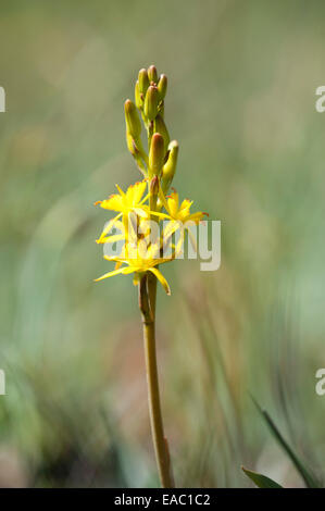 Bog Asphodel Narthecium ossifragum Kent UK Stock Photo