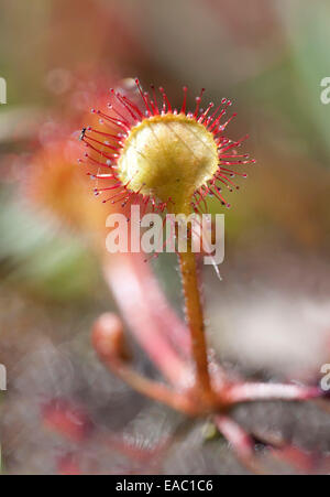 Round-leaved Sundew Drosera rotundifolia Kent UK