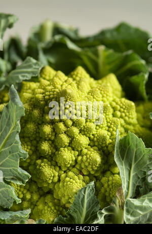 Close up image of the florets of Romanesco Cauliflower Stock Photo