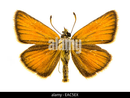 Essex skipper (Thymelicus lineola) butterfly Stock Photo