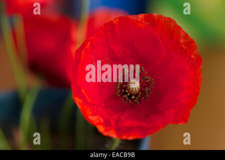 Close up of Poppies, poppy flower, macro shots,backlit. The remembrance poppy used to commemorate soldiers who have died in war. Stock Photo
