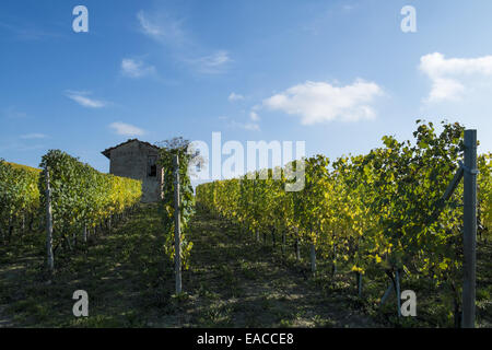 Vineyards of Piedmont: Langhe-Roero and Monferrato Stock Photo