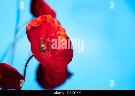 Close up of Poppies, poppy flower, macro shots,backlit. The remembrance poppy used to commemorate soldiers who have died in war. Stock Photo