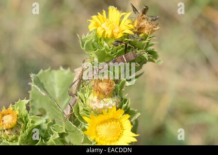 Leaffooted Bugs  on Saw-Leaf Daisy Stock Photo