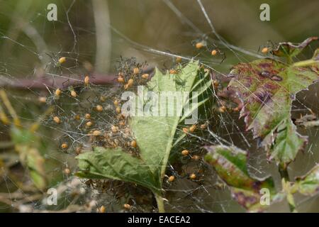 Green Lynx Spider protecting her young Stock Photo