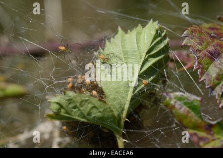 Green Lynx Spider protecting her young Stock Photo