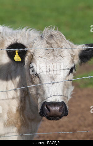 White Park Cow (Bos taurus).  Domestic cattle. Polled, - horns removed. Behind barbed wire fence line. Stock Photo