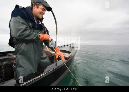 Commercial halibut fishing by hand using longline gear out of an open skiff in Kachemak Bay, Kenai Peninsula; Alaska, USA Stock Photo